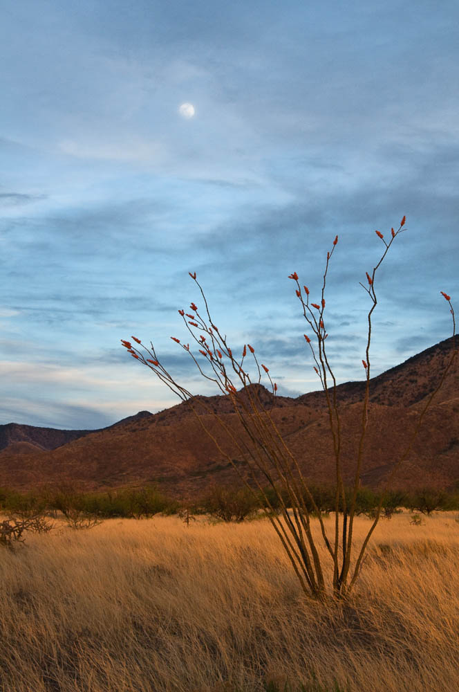 Ocotillo Arizona South Western United States Santa Rita Range